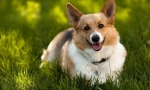 Walesh corgi pembro